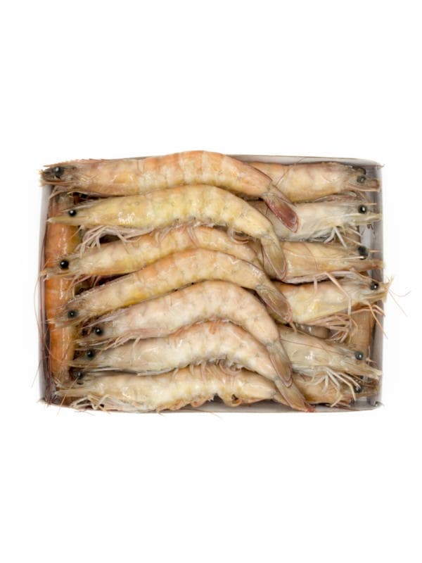 Langostinos con Concha Kg