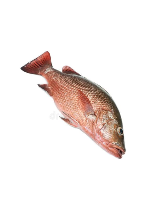 Pargo Rojo