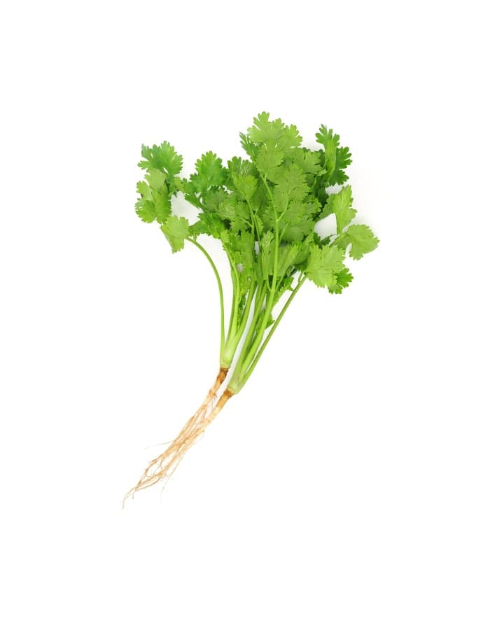 Cilantro
