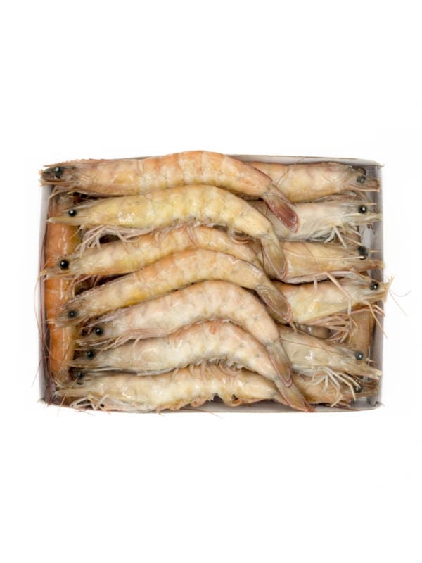 Langostinos con Concha Kg