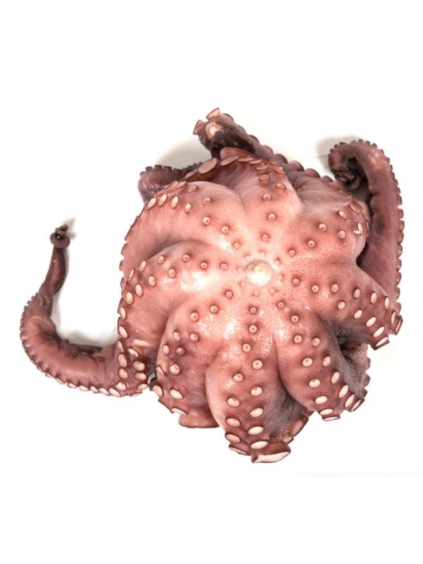 Pulpo