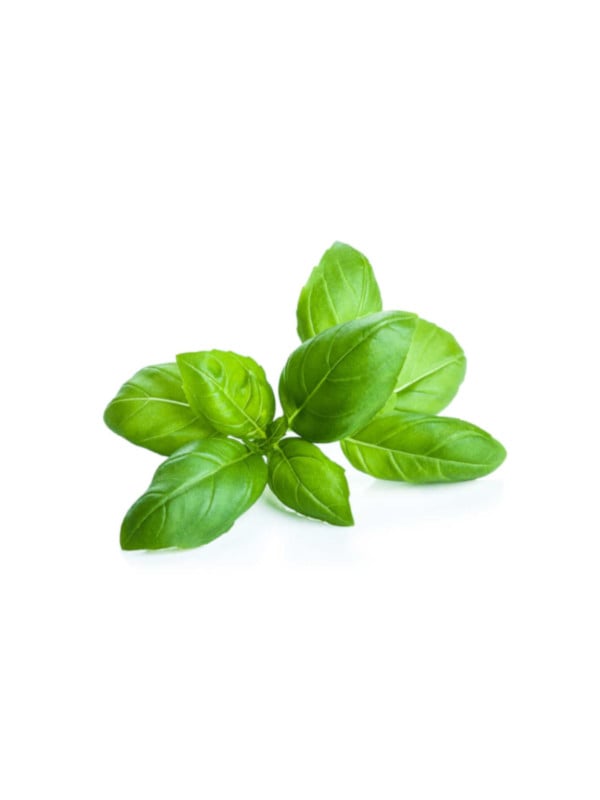 Albahaca